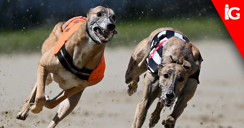 greyhound-racing-in-scotland-moves-closer-to-legal-end